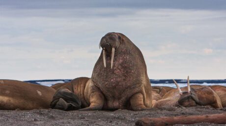 Svalbard