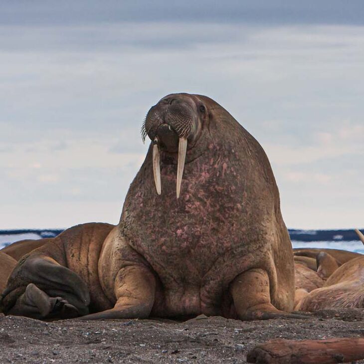 Svalbard